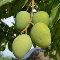 African mango seed