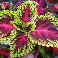 Coleus forskohlii plant