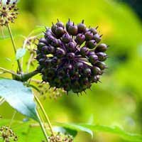 Eleuthero root