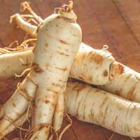 Ginseng root