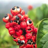 Guarana seeds