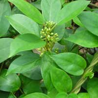Gymnema sylvestre leaves