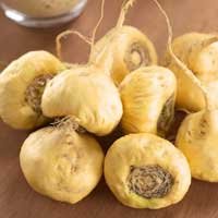 Maca root